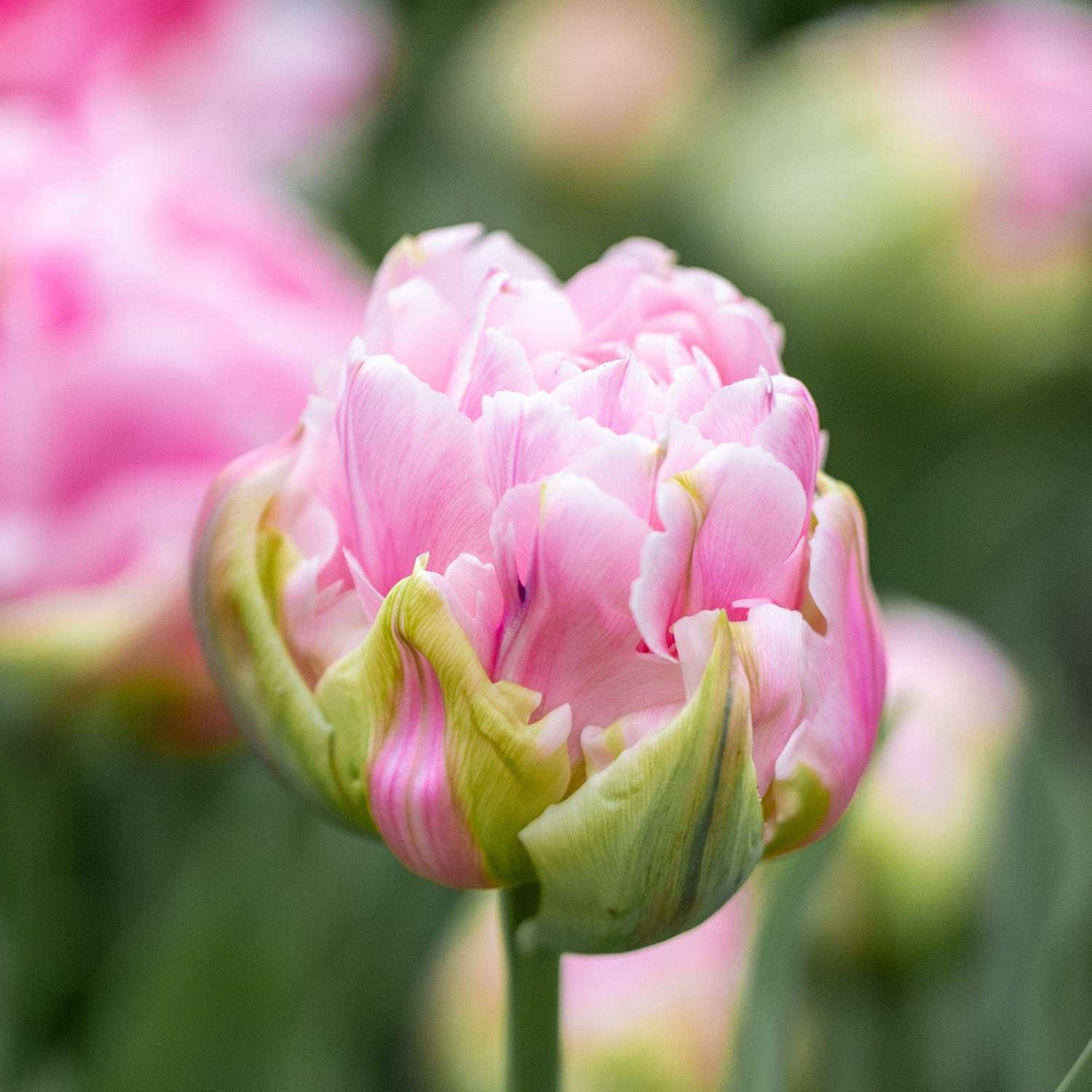 Tulpe 'Amorosa' - Tulipaner